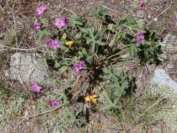 we thought that these were Roses, but they are Wild Geraniums.